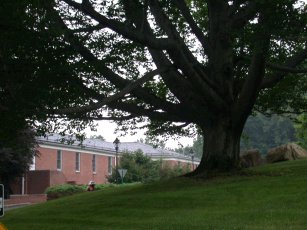 Scenic pictures of large trees at Seeing Eye with buildings behind.