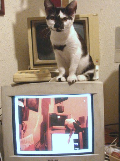 Kitten on monitor sitting over image of kitten playing with screen