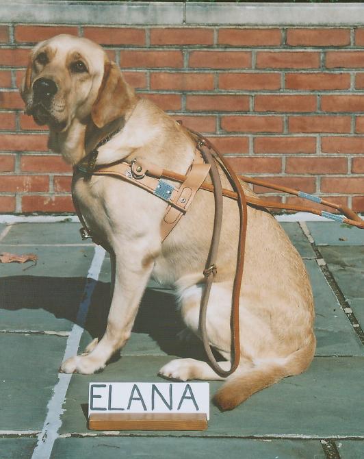 Gigi's newest dog, in October 2005, Elana