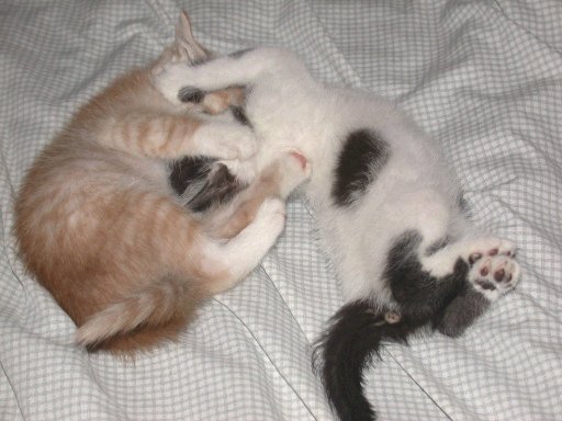 Young kittens tussling