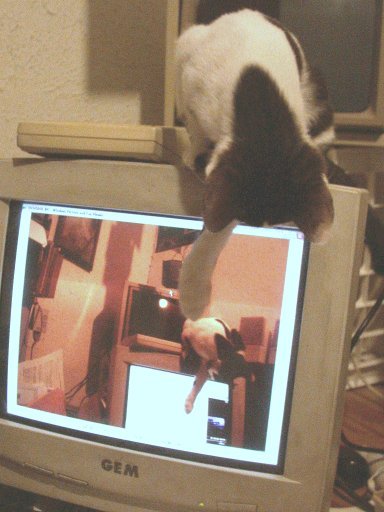 Kitten on monitor playing with image of kitten on monitor playing with screen