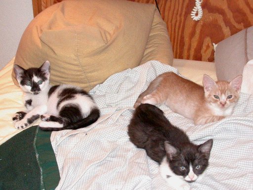 Three young kittens relaxed