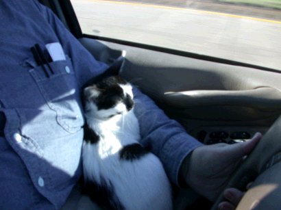 Spots cat helping during drive back from Louisiana