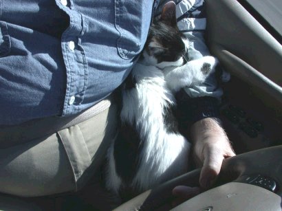 Spots cat dozing during drive back from Louisiana