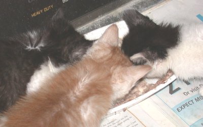 three kittens feeding