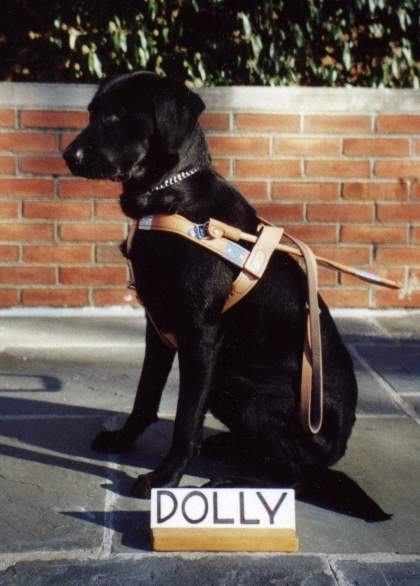 Dolly, Gigi's 6th Seeing Eye guide dog