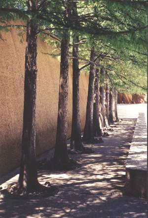 Water walls behind cypress in quiet valley